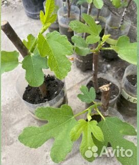 Инжир саженцы