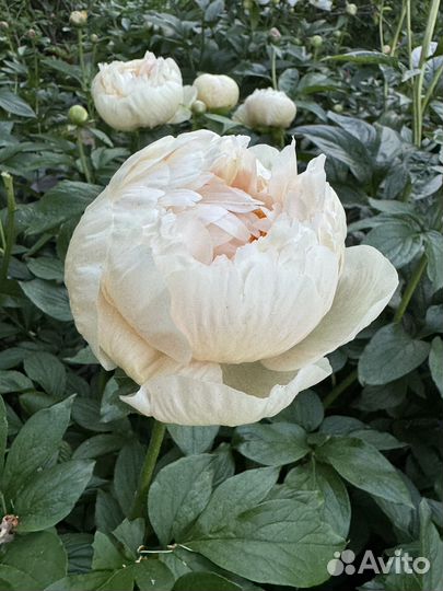 Цветы пионы на срез