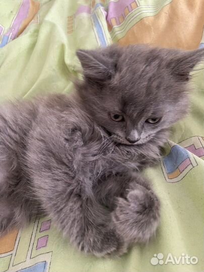 Британские котята