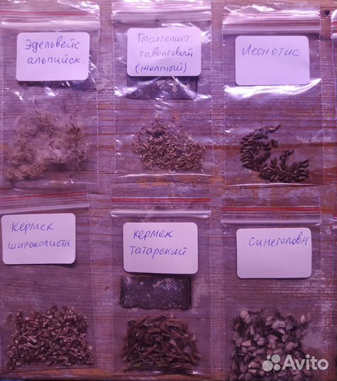 Семена сухоцветов