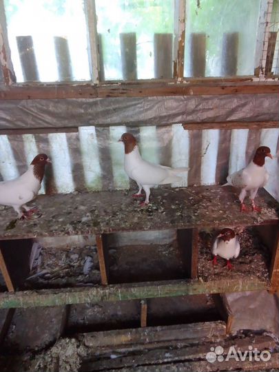 Продажа голубей