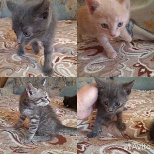 Котята в добрые руки