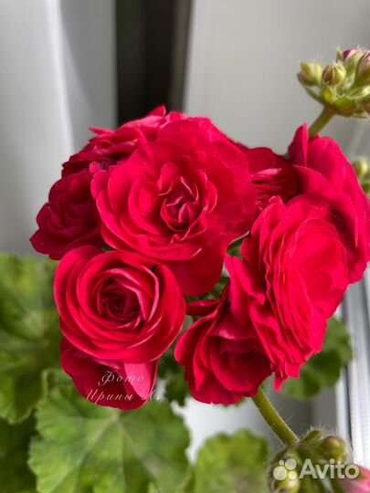 Пеларгония PAC Viva Rosita