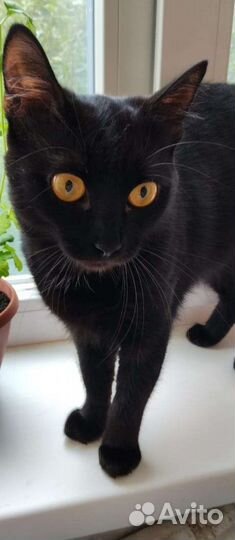 Кошечка Сэра в добрые руки