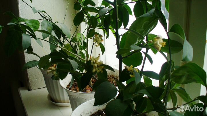 Подарок - лимон