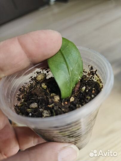 Замиокулькас акебоно