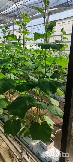 Огурцы домашние сорт Кураж, Бьерн