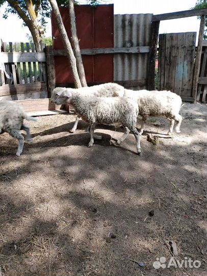 Коза и овцы