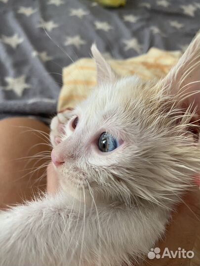 Котенок (котик)