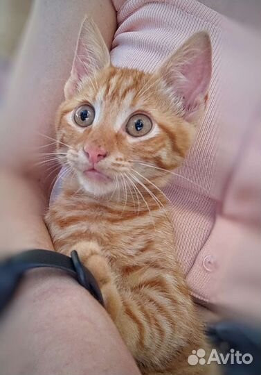 Рыжий котенок в добрые руки