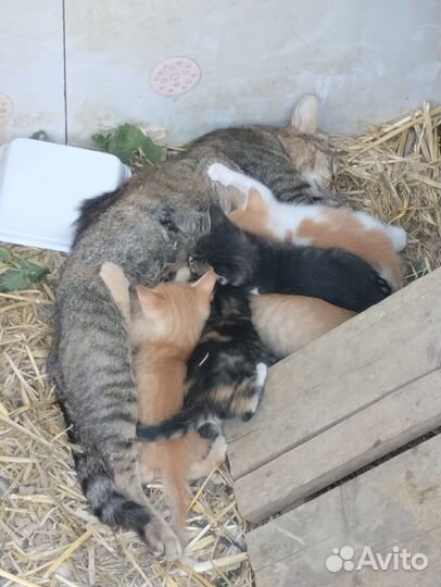 Котята в добрые руки