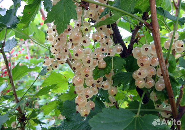 Белая смородина обыкновенная