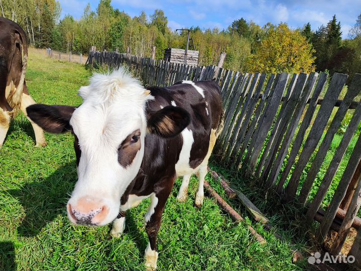 Телка 5 месяцев