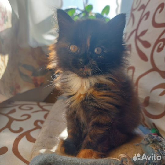 Кошка в дар бесплатно