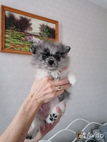 Померанский шпиц мини