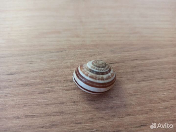 Морская раковина