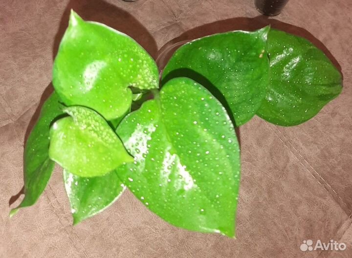 Сциндапсус Мунлайт и эпипремнумы сортовые