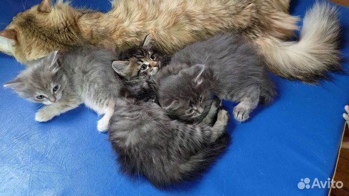 Котята в добрые руки 2 мес