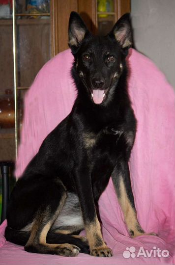 Собака в добрые руки