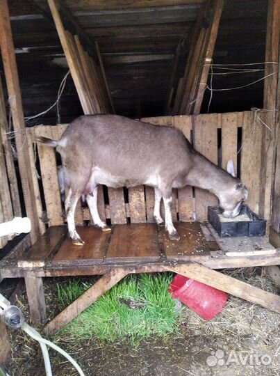 Коза дойная