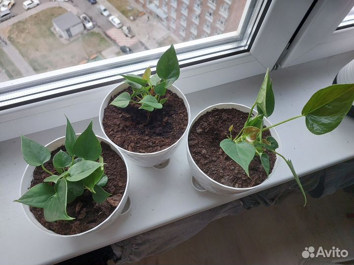 Антуриумы молодые