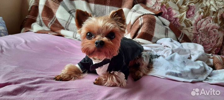 Вязка с курносым мини йоркширским терьером