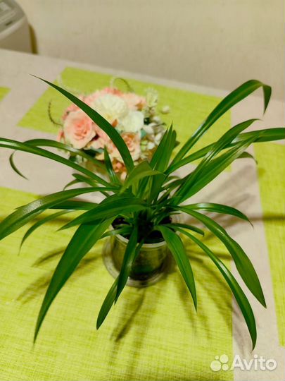 Хлорофитум