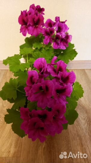 Продам черенки герани, пеларгонии