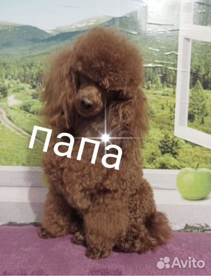 Малыши пуделята