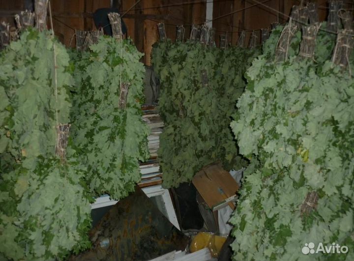 Веники дубовые