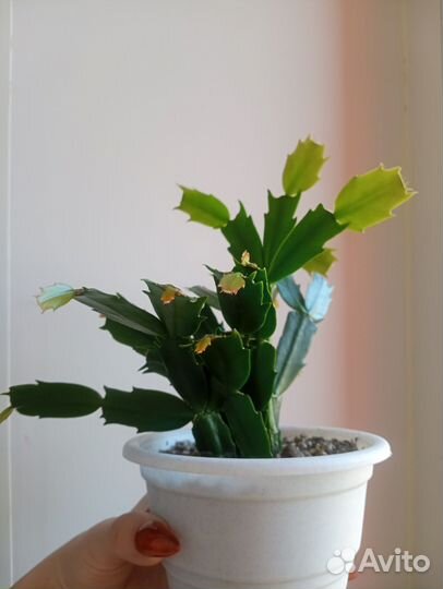 Декабрист шлюмбергера белый