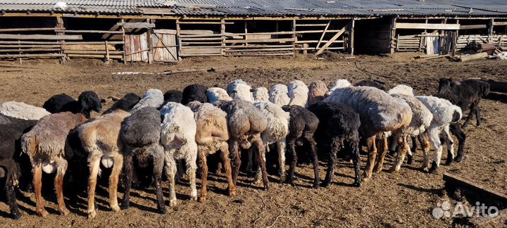 Овцы баранчики ярки