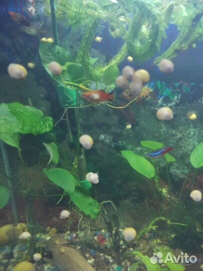 Аквариумные растения, улитки ампулярии