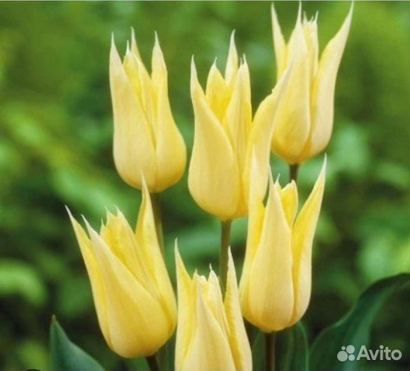 Луковицы тюльпанов