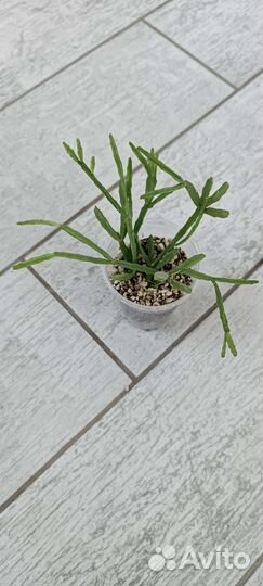 Церопегии, хавортии, рипсалисы и до