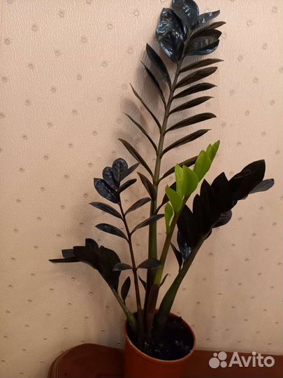 Замиокулькас черный равен