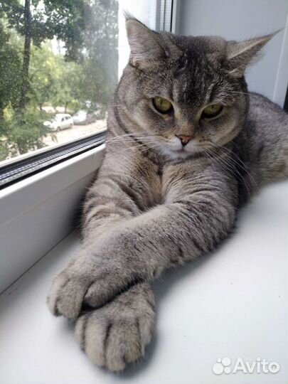 Передержка животных