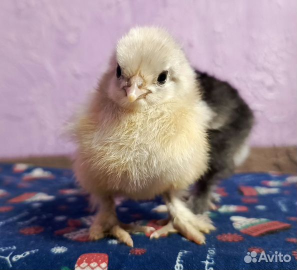 Цыплята кохинхин