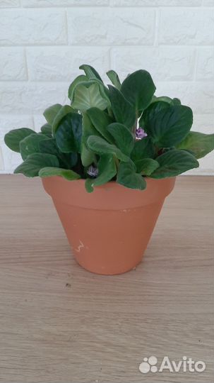 Комнатное растение