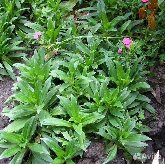 Турецкая Гвоздика