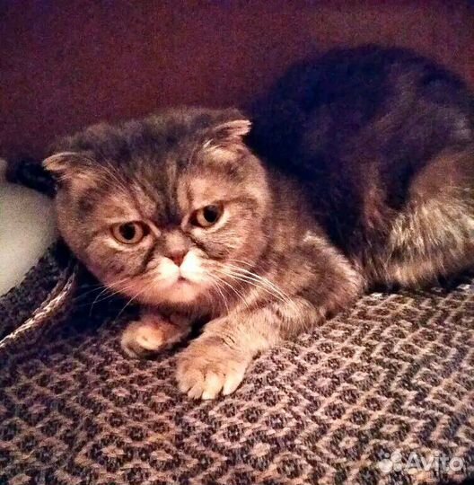 Кошечка Лизонька ищет свой дом