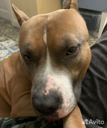 Вязка собак амстафф