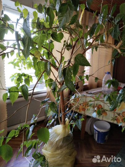 Гибискус китайская роза