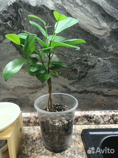 Фикус Мокламе, филодендрон гигантум вариегатный