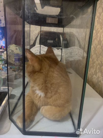 Аквариум, дикорации и фильтр