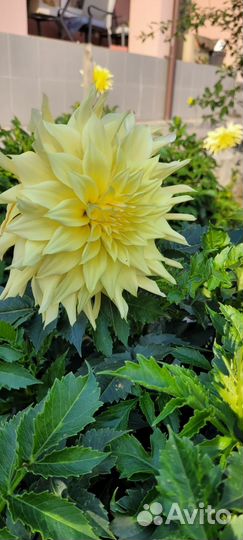 Георгины клубни