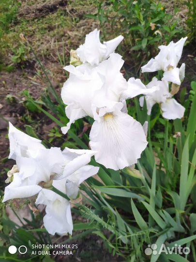 Ирисы сортовые