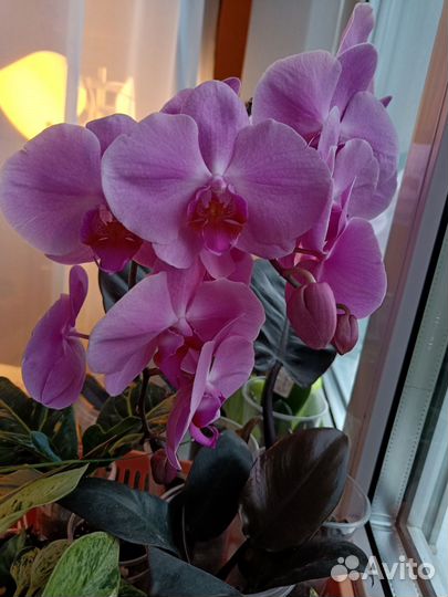 Орхидея фаленопсис