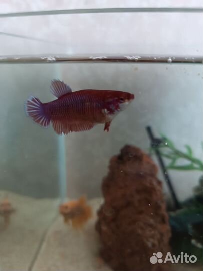 Аквариум с рыбками