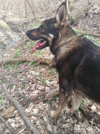 Восточноевропейская овчарка вязка